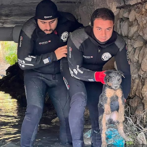 Hatay’ın Samandağ ilçesinde köprü altında mahsur kalan köpek yavrusu, HİSAK Timi tarafından kurtarıldı.